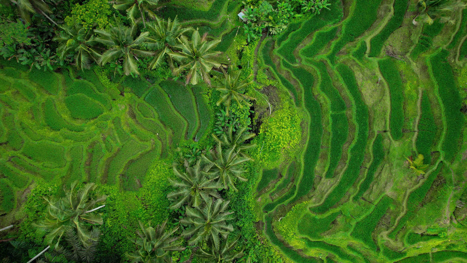 Champ de culture de thé matcha bio au japon